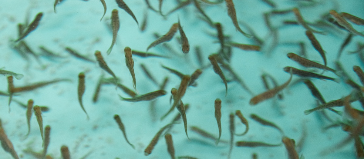 Young trout in a pool
